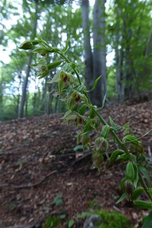 Epipactis komoricensis