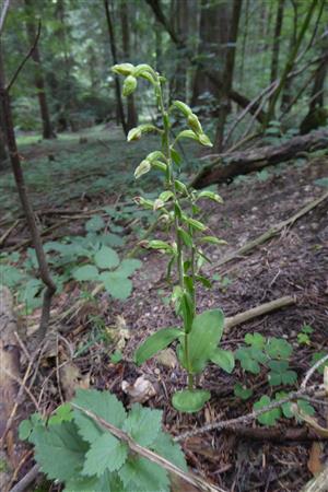 Epipactis greuteri