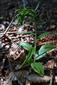 Epipactis pontica