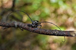 Cerambyx cerdo