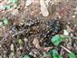 salamandra škvrnitá