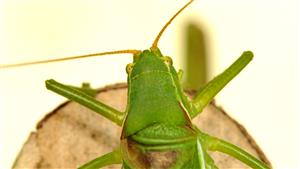 Isophya costata