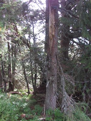 medvedi strom Križna dol.