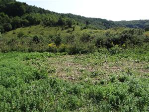 Asclepias syriaca