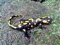 salamandra škvrnitá