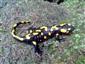 Salamandra salamandra