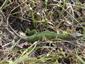 Lacerta viridis