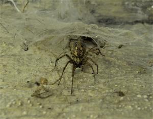 Tegeneria domestica 