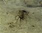 Tegenaria domestica (Clerck, 1757)