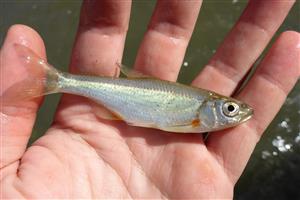 Alburnoides bipunctatus