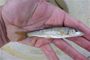 Barbus carpathicus