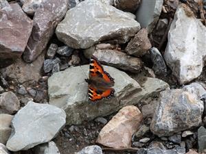 Aglais urticae