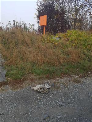 zrazená sova dlhochostá