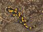 salamandra škvrnitá