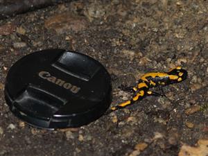 Salamandra salamandra