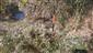 Aster lanceolatus 