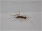 Scutigera coleoptrata