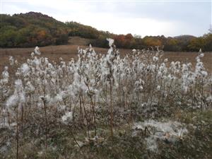 Asclepias syriaca - po vysemenení