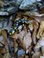 salamandra škvrnitá