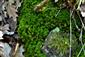 Atrichum undulatum 