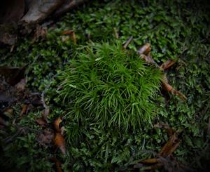 Dicranum scoporium