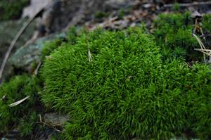 Dicranum scoporium