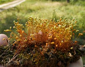Funaria hygrometrica