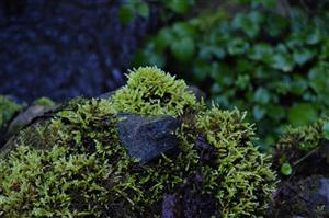 Pleurozium schreberi
