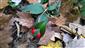 Ruscus hypoglossum 
