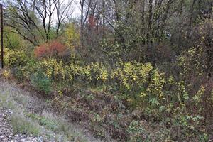 Helianthus tuberosus Lackovce 2