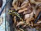 salamandra škvrnitá