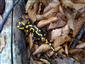 Salamandra