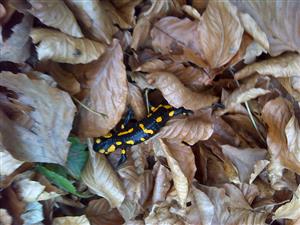 salamandra
