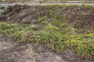 Solidago sp. HE 1