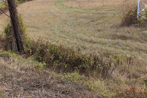Solidago sp. HE 7