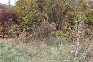 Solidago sp. HE 8