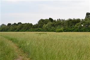 glejovka americká