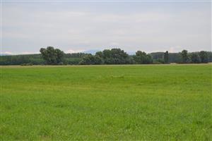 glejovka americká