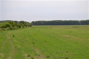 glejovka americká