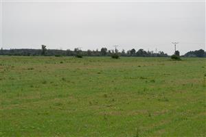 glejovka americká