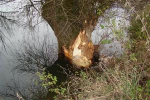 Pobytové znaky bobra
