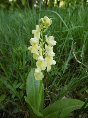 Orchis pallens