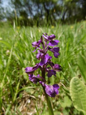 Anacamptis morio