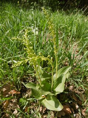 listera ovata