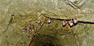 Rhinolopus hopposideros 