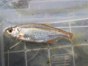 Alburnoides bipunctatus