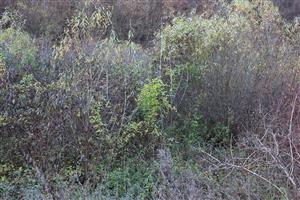 Acer negundo Koškovce 3