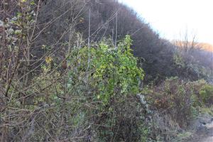 Acer negundo Koškovce 6