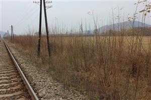 Acer negundo Brestov nad Laborcom začiatok plošného výskytu 1