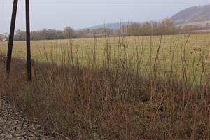 Acer negundo Brestov nad Laborcom 7